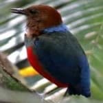 Sample 5 – Red bellied pitta