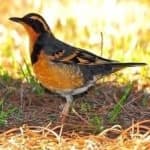 Sample 5 – Varied thrush