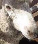 Sample 4 – White suffolk