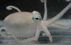 Sample 2 – Octopus
