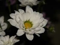 Sample 6 – Daisy