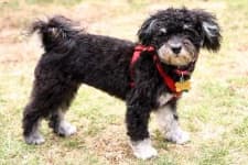 Sample 2 – Havanese
