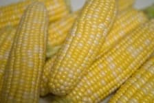 Sample 1 – Corn