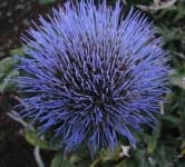 Sample 15 – Artichoke flower