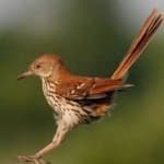 Sample 1 – Brown thrasher