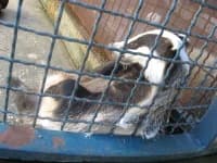 Badger image dataset preview