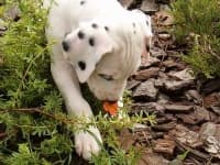 Sample 1 – Dalmatian