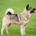 Sample 1 – Elk hound