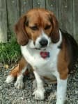 Sample of Beagle