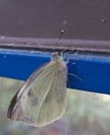 Sample 3 – Cabbage butterfly