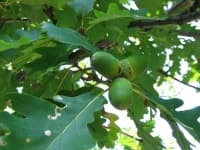 Sample 3 – Nuts