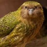 Sample 5 – Kakapo