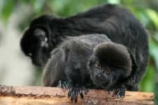 Sample 4 – Marmoset