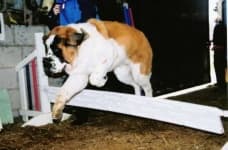 Sample 6 – Saint bernard