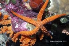 Sample 5 – Starfish