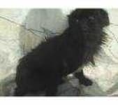 Sample 4 – Affenpinscher