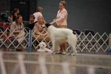 Sample of Borzoi