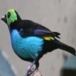 Sample 2 – Paradise tanager