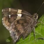 Sample 3 – Banded butterfly