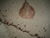 Sample 4 – Electric ray