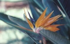 Sample 23 – Bird of paradise flower