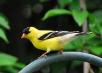 Sample 4 – Goldfinch