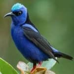 Sample 1 – Red honey creeper