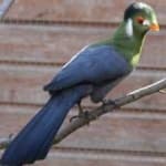 Sample 4 – White cheeked turaco