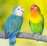 Sample 4 – Lovebird