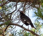Magpie image dataset preview