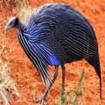Sample 1 – Vulturine guineafowl