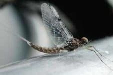 Sample 1 – Mayfly
