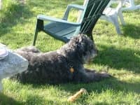 Sample 5 – Bouvier des flandres
