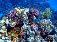 Sample 4 – Coral reef