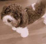 Sample 4 – Havanese