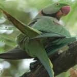 Sample 4 – Alexandrine parakeet