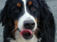 Sample 4 – Bernese mountain dog