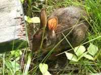Sample 2 – Wood rabbit