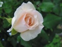 Sample 4 – Rose