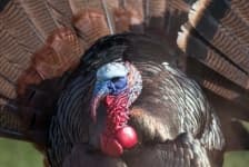 Sample 2 – Turkey