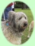 Sample 5 – Briard