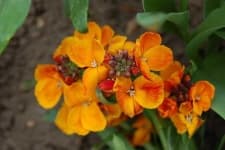 Sample 5 – Wallflower