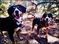 Sample 3 – Entlebucher
