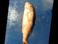 Sample 4 – Striped red mullet