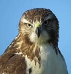 Sample 2 – Hawk