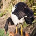 Sample 4 – Magpie goose