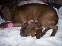 Sample of Chesapeake bay retriever