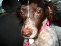 Sample 3 – Brittany spaniel