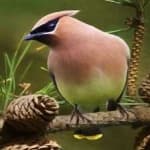 Sample 3 – Cedar waxwing