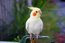 Cockatiel image dataset preview